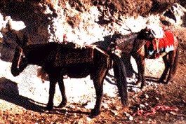 mule.jpg