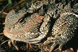 short_horned_lizard.jpg