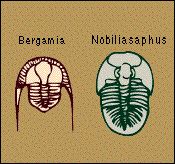 trilobites.jpg